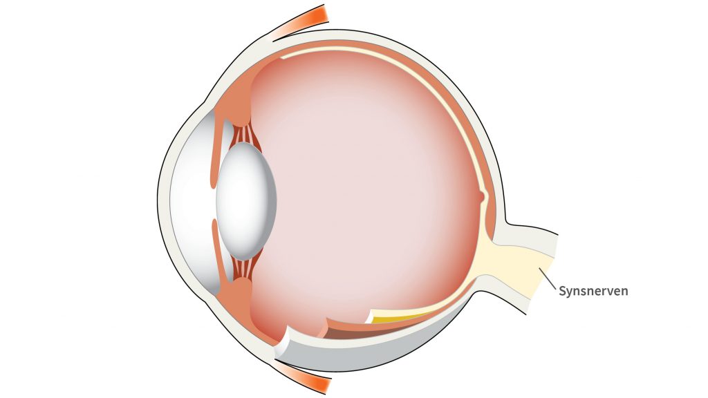 Synsnerven leder synsindtryk videre til synscenteret i hjernen.